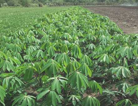 xtensión de los cultivos de alimentos por el campesino Rogelio, el sanluisero Héroe del Trabajo