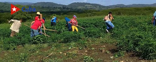 Inician en el municipio Tercer Frente movilizaciones agrícolas. Foto: Javier Labrada.